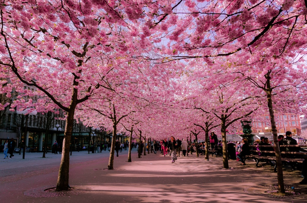 Belles Ruelles Printemps : 16 des plus belles ruelles fleuries du monde - La Liste