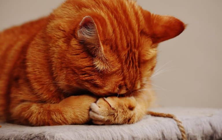 chat qui se cache