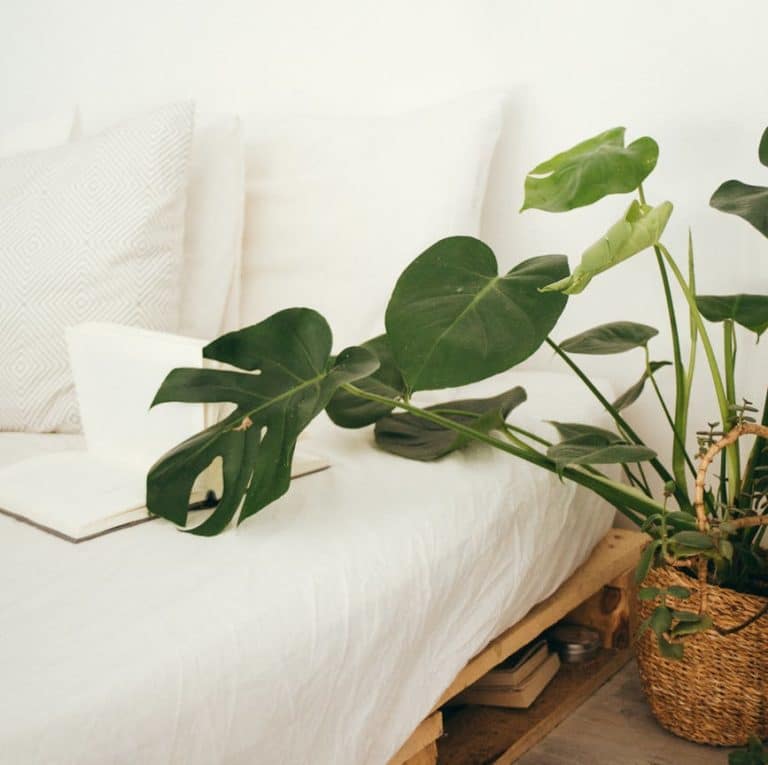 plantes vertes pour mieux dormir