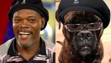 chiens qui ressemblent à leurs maîtres
