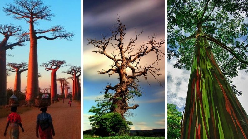 arbres incroyables à travers le monde