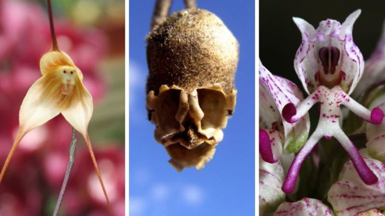 fleurs forme humaine animale