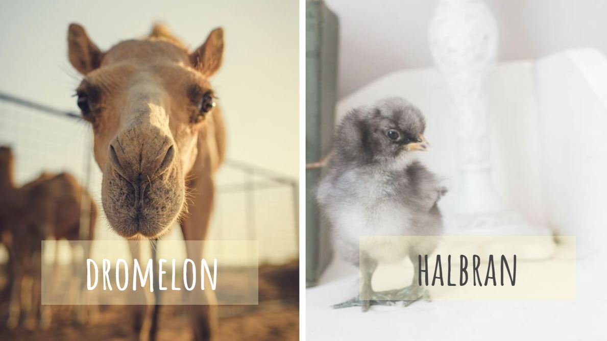 noms bébés animaux