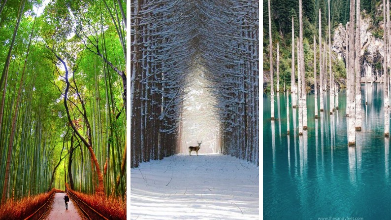 photos de forêts paysage nature beaute