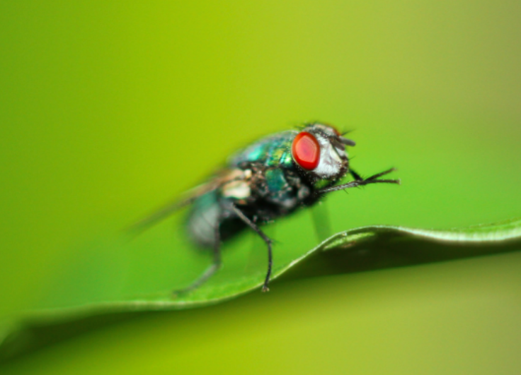 13 faits etranges que vous ignorez sur les animaux (2)