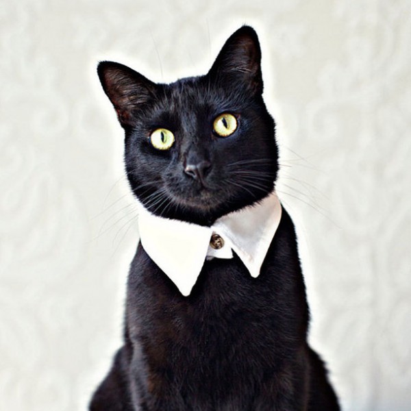 10-gadgets-improbables-pour-votre-chat-4