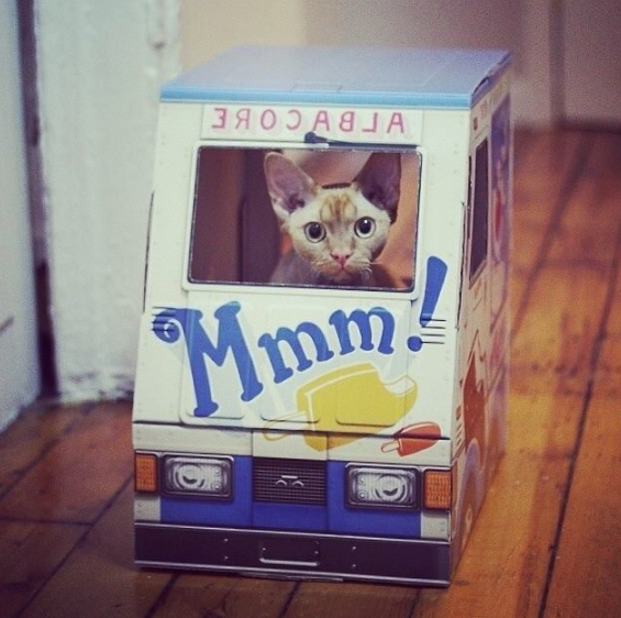 10-gadgets-improbables-pour-votre-chat-5