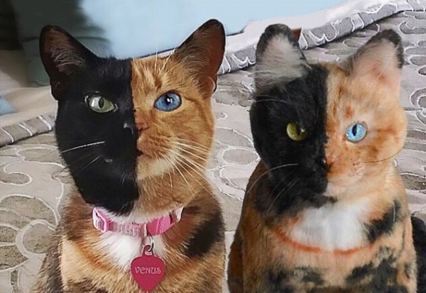 10-gadgets-improbables-pour-votre-chat-8