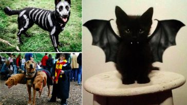 costumes pour chiens