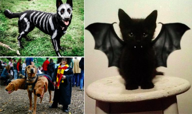 costumes pour chiens