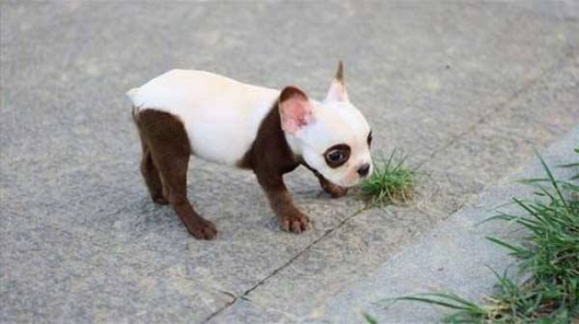 15-chiens-au-pelage-qui-sort-de-lordinaire-10