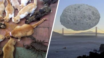 comparaisons tailles réelles