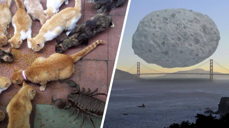 comparaisons tailles réelles