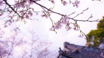 écoles japonaises