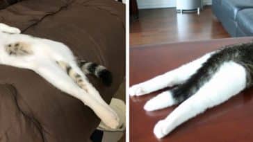 chats qui s'étirent