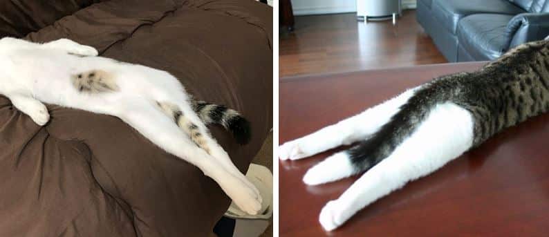 chats qui s'étirent