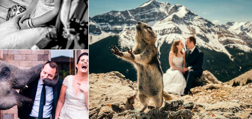 photos de mariage insolites