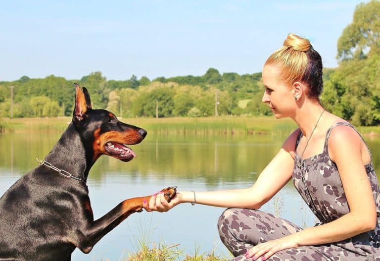 chiens découvertes scientifiques