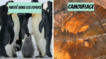 leçons de vie
