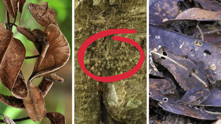 camouflages parfaits
