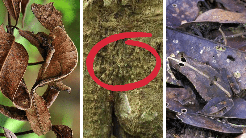 camouflages parfaits