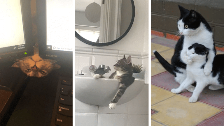 chats étonnants