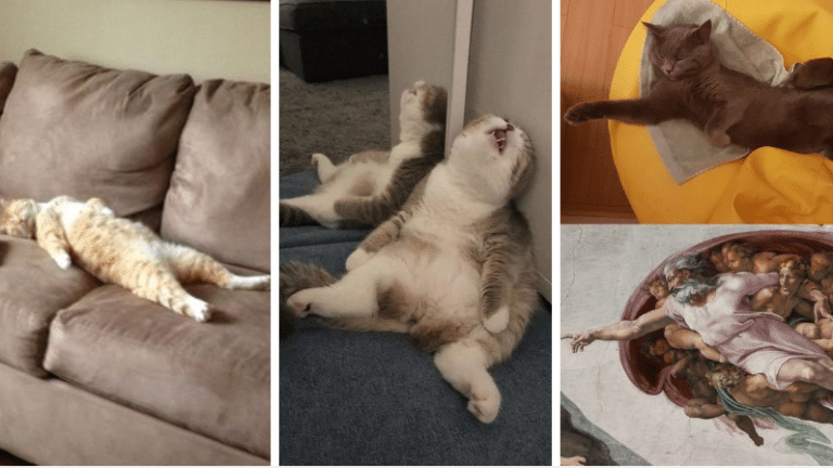 sommeil du chat