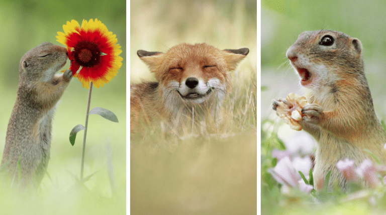 animaux sauvages