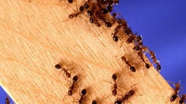 invasion de fourmis
