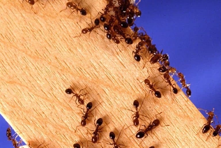 invasion de fourmis
