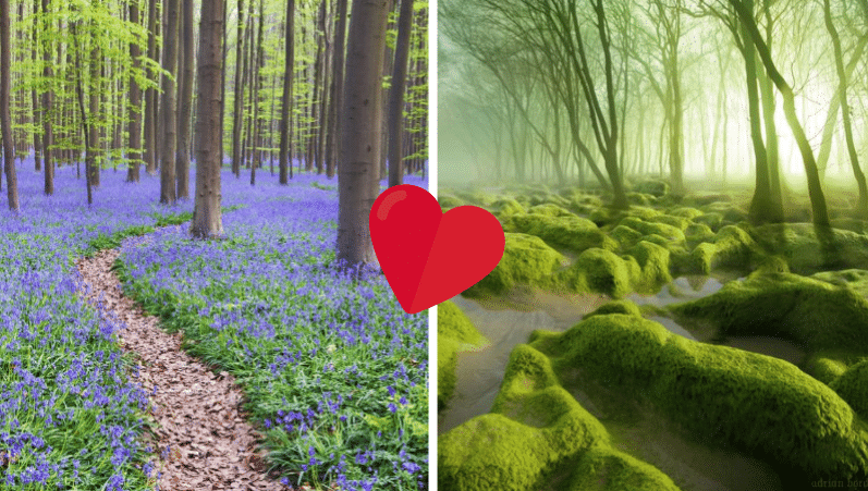 journée mondiale des forêts