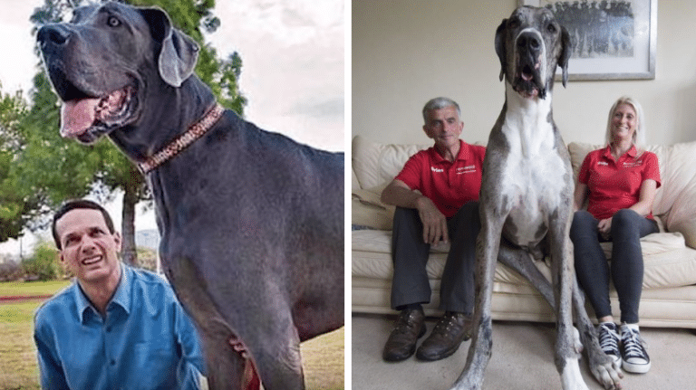 races de chiens les plus grands du monde