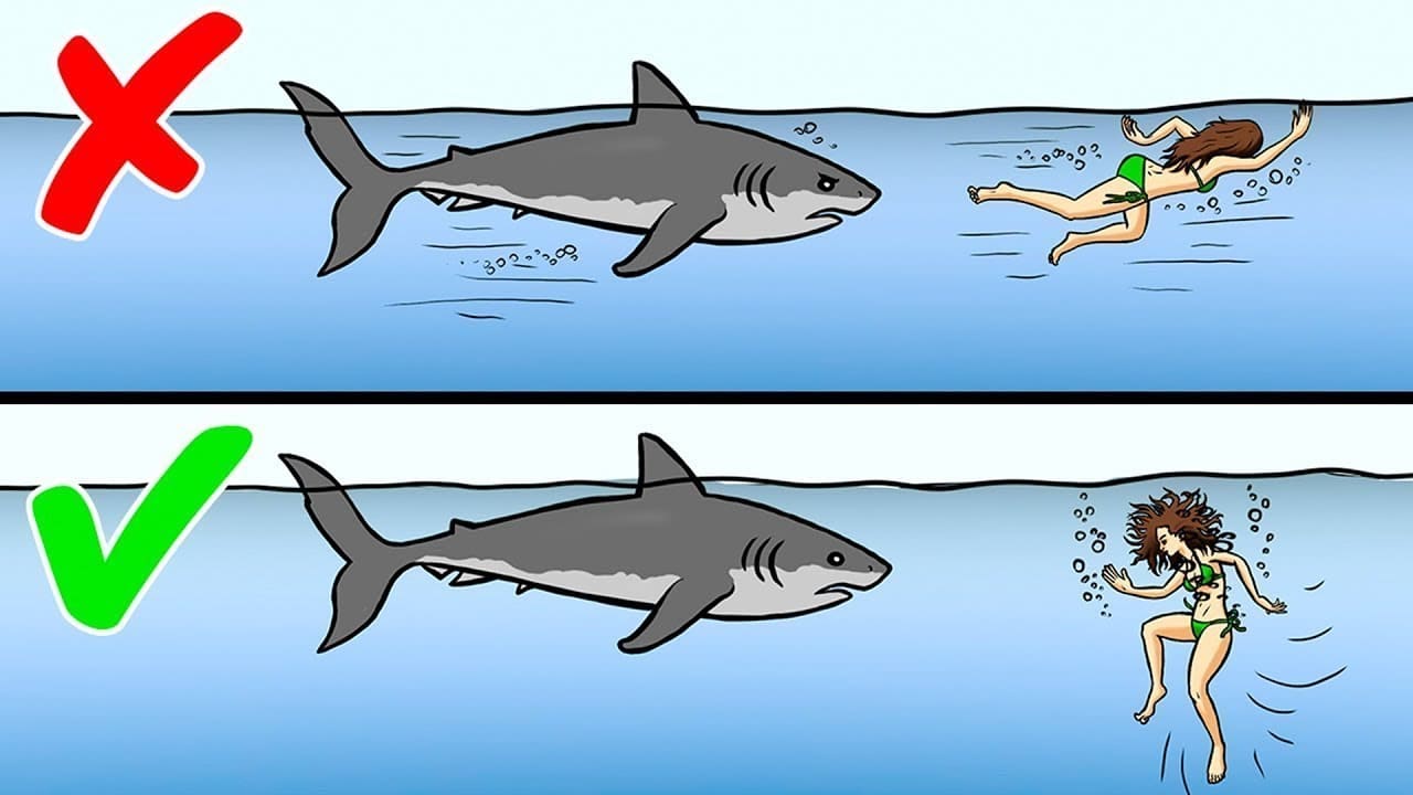 attaques animaux sauvages