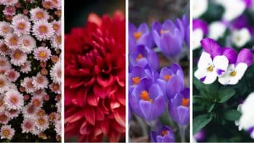 symbolique fleurs