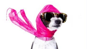 chien riche
