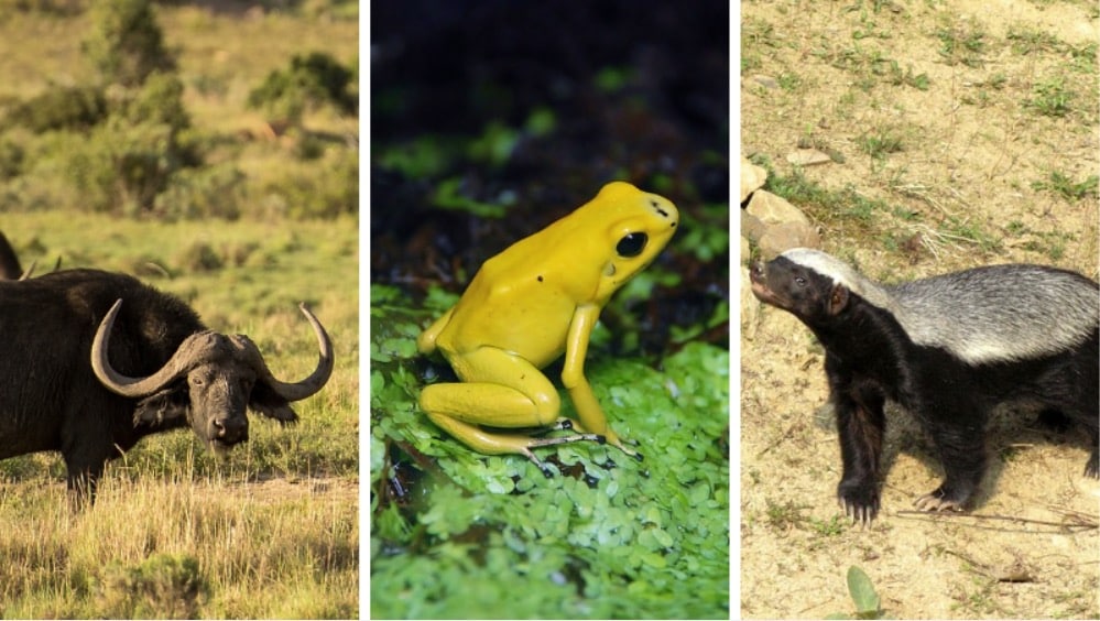 animaux très dangereux