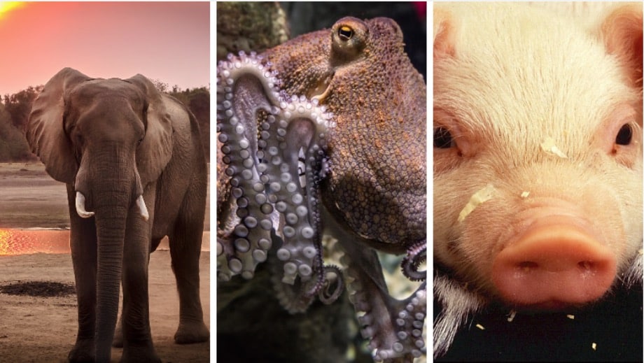 top 10 des animaux les plus intelligents du monde