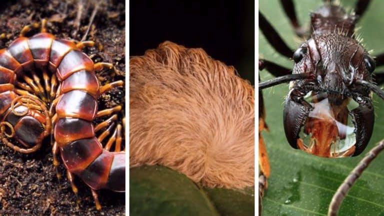 insectes effrayants
