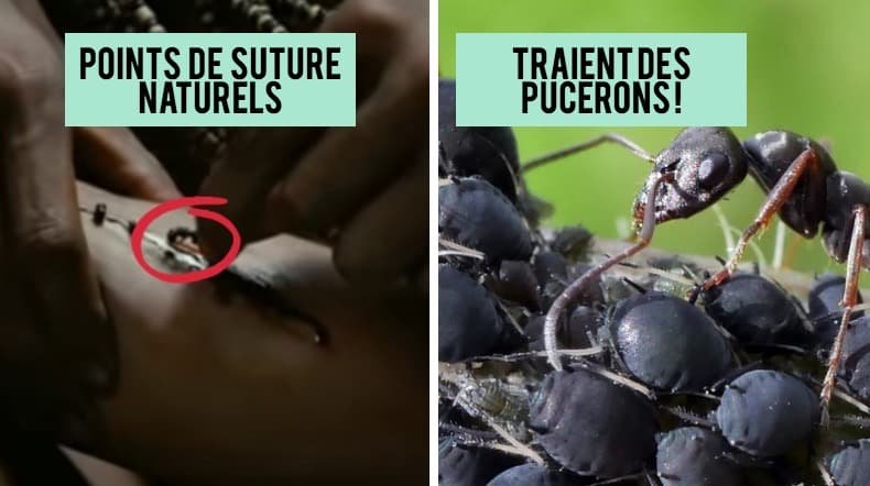 fourmis supers pouvoirs