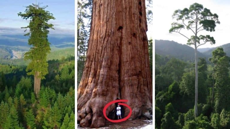 les plus grands arbres du monde