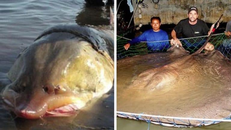 pêche de gros poissons prises