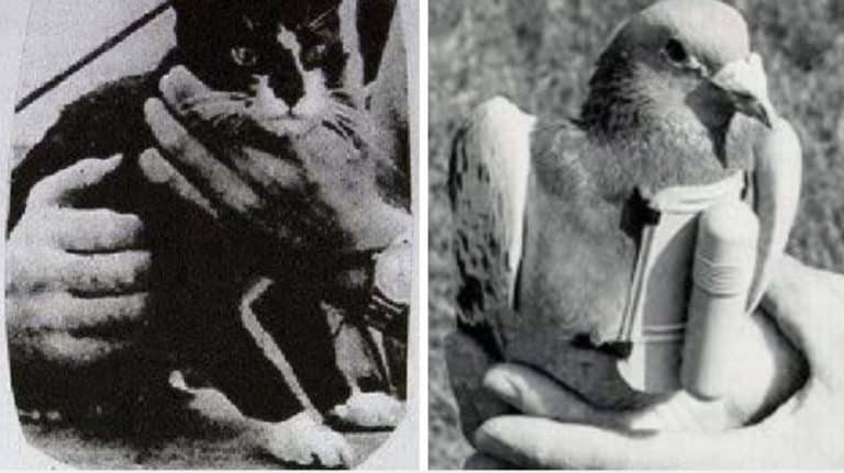 animaux marques histoire faune