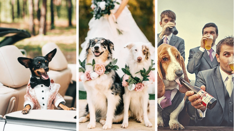 mariage chiens