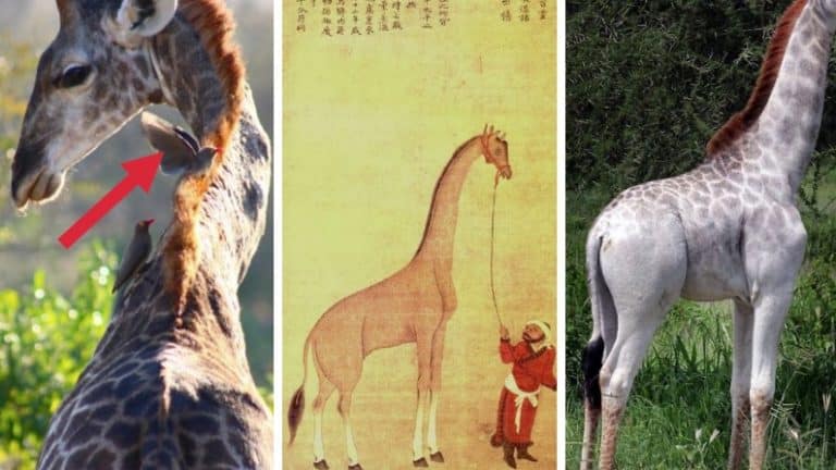 girafe histoire