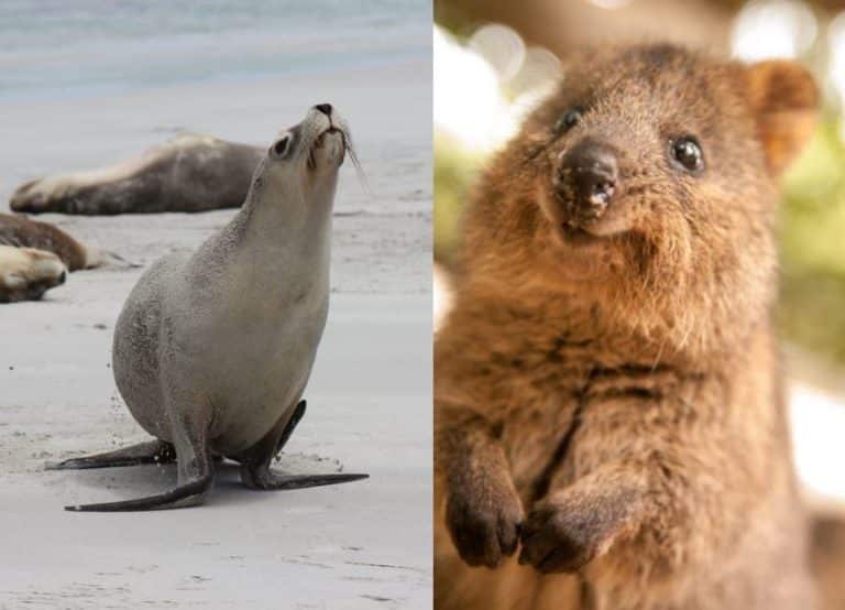lion de mer quokka