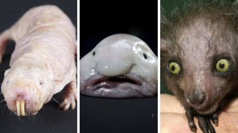 animaux physique insolite peur