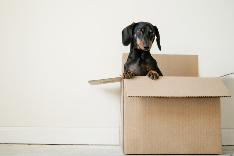 carton de déménagement chien liste choses à faire