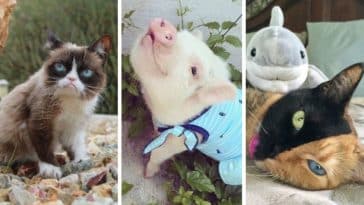 photos animaux Instagram liste chiens chats