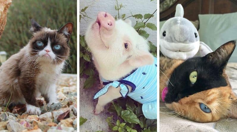 photos animaux Instagram liste chiens chats