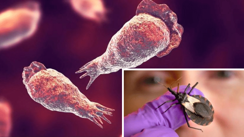 parasites dangereux ver insecte maladie infection contaminer humain